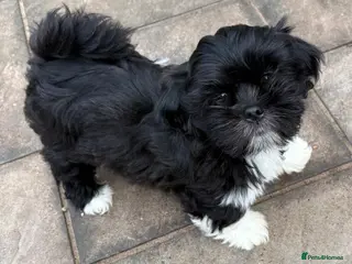 Lhasa Apso dogs One Beautiful Little Boy RKC reg. GPRA Clear - Advert 13
