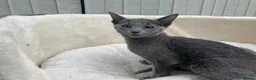 Siamese cats for sale: X5 female siamese/oriental kittens Ready to leave. - Advert 3