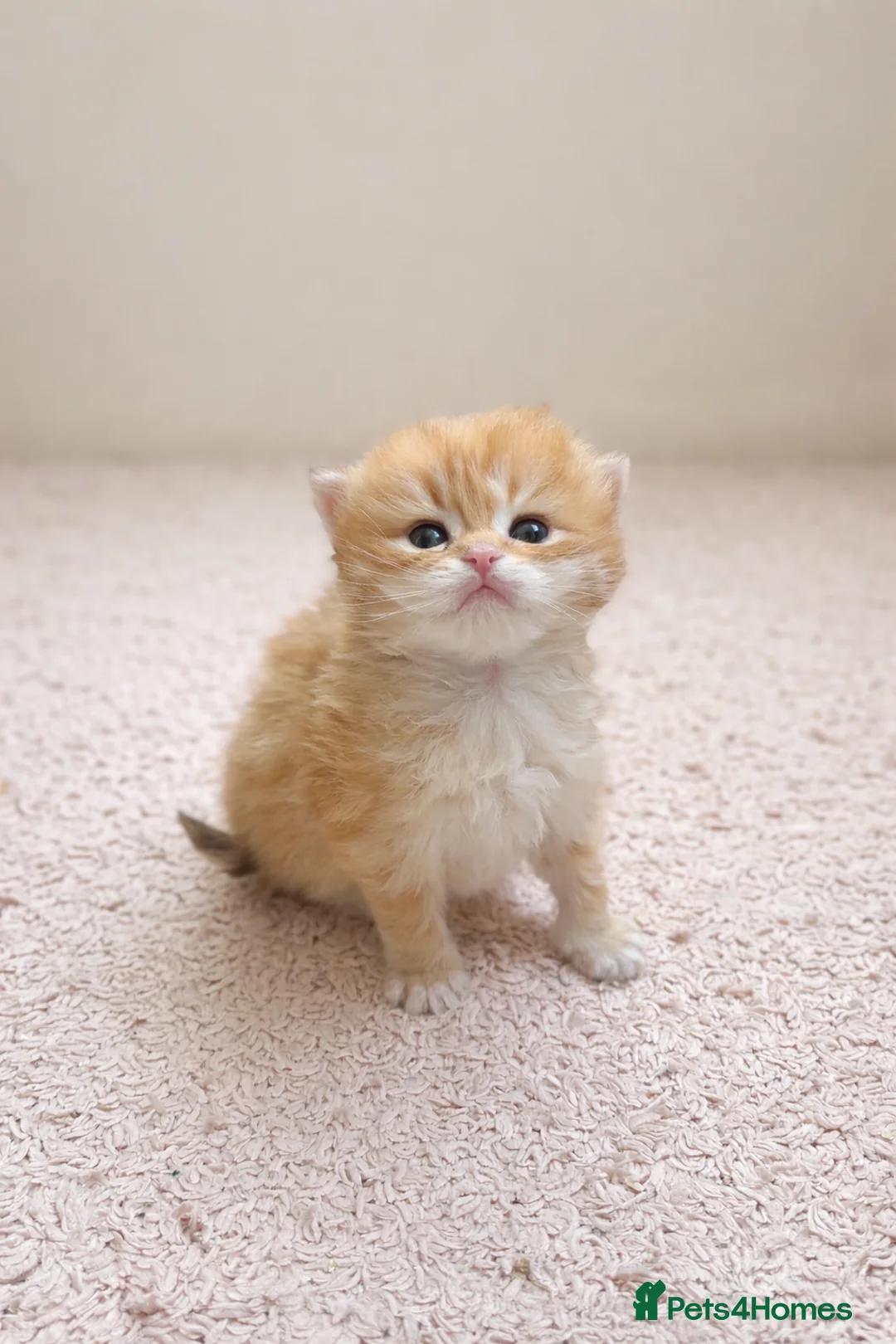 British Longhair cats for sale: Champion lines Golden British Longhairs - Advert 2