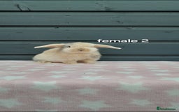 Mini Lop rabbits for sale: Male and female mini lops  - Image 12