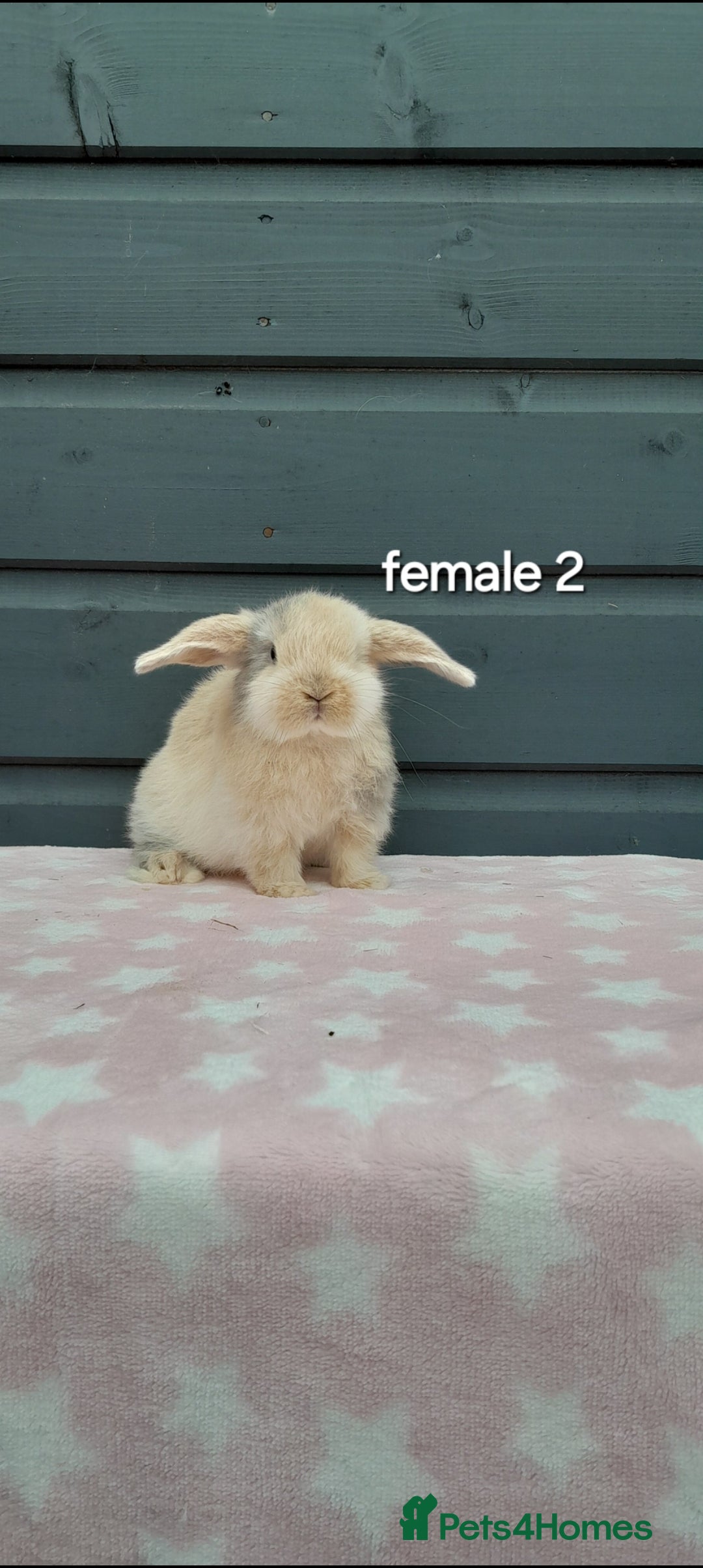 Mini Lop rabbits for sale: Male and female mini lops  - Image 12