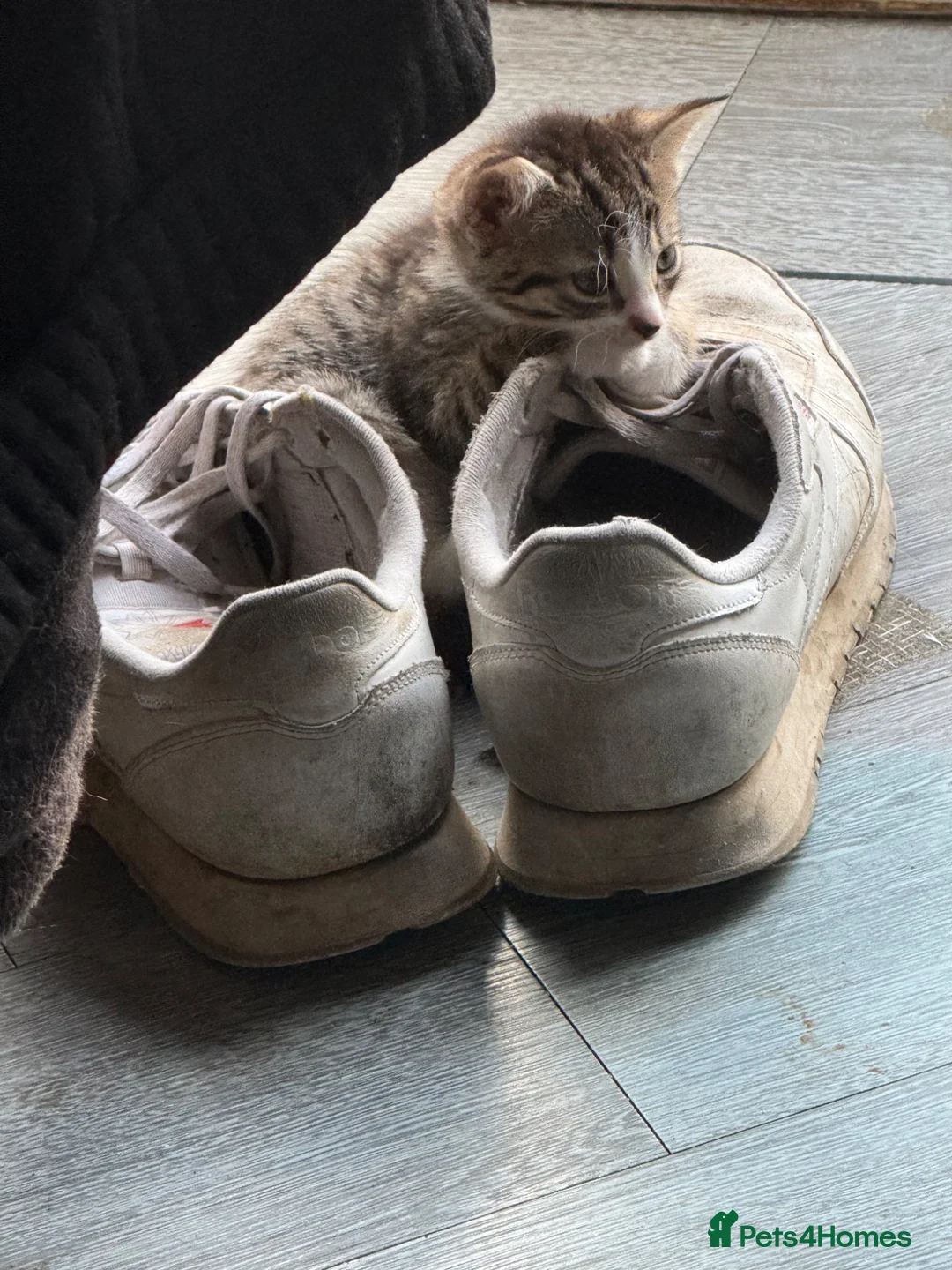 Mixed Breed cats for sale: Two girls and two boys available  in Brandon - Advert 2