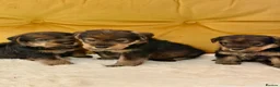Welsh Terrier dogs for sale: Wawuzer puppies  - Advert 8