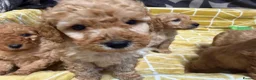 Labradoodle dogs for sale: Stunning miniature multigen labradoodle puppies - Advert 5