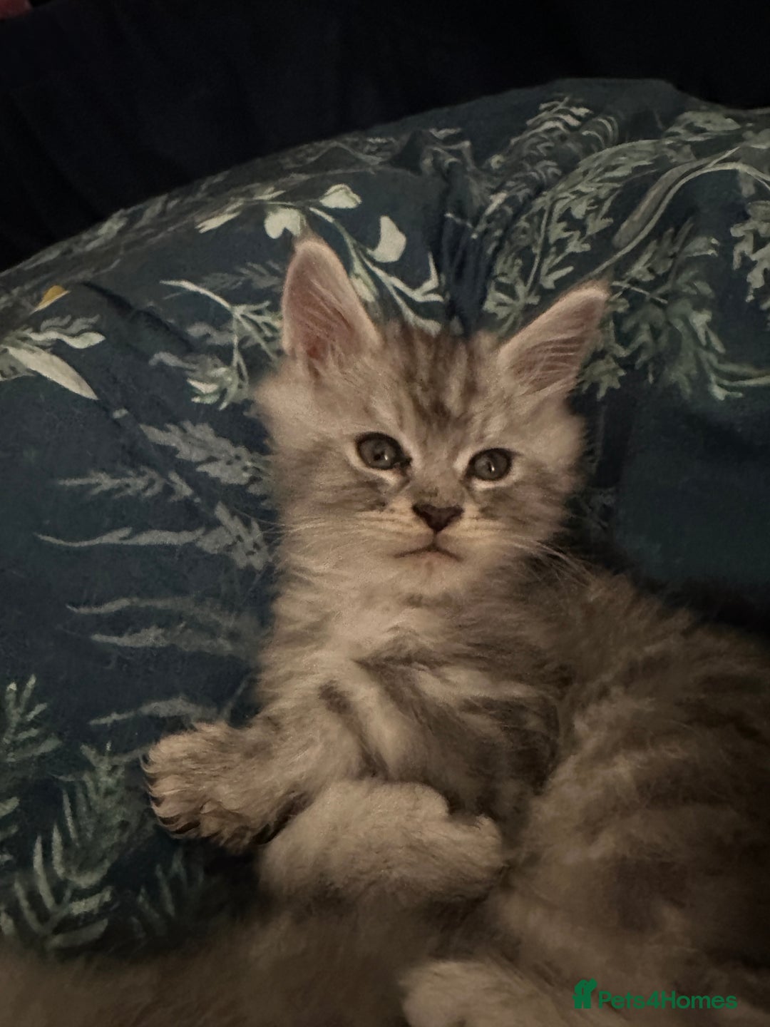 Maine Coon cats for sale: Purebred Maine Coon Stunning Kittens - Advert 8