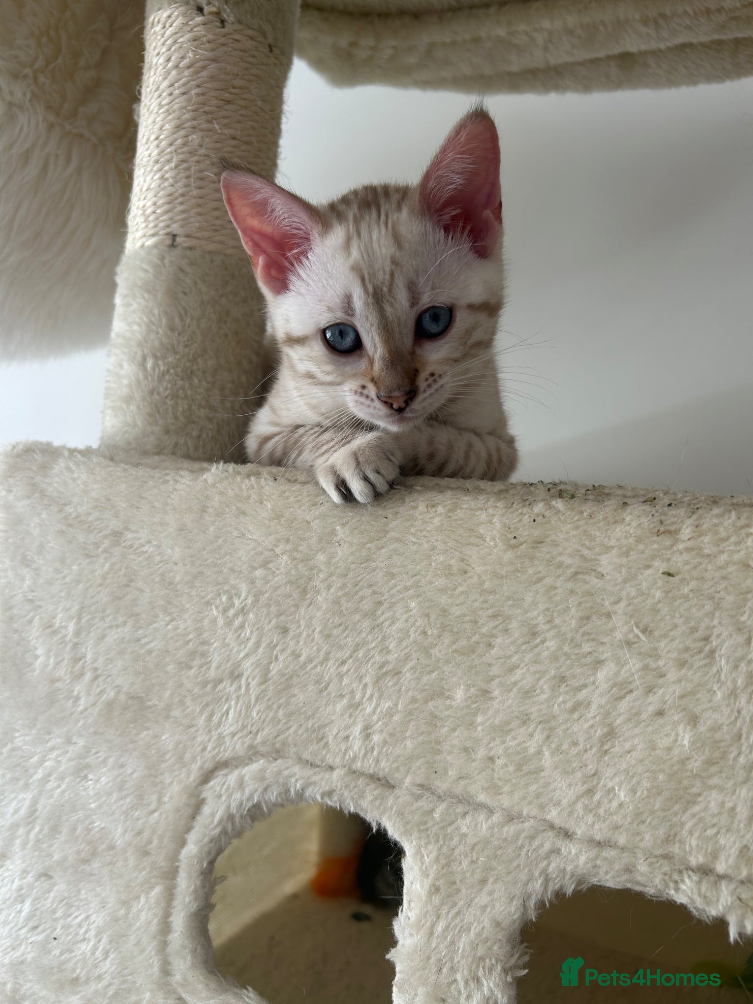Bengal cats for sale: Snow bengal pure breed kittens  - Advert 5