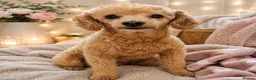 Toy Poodle dogs for sale: Loving Toy Poodle Girl - Advert 1