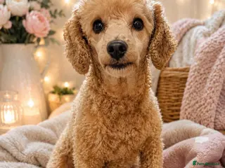 Toy Poodle dogs Loving Toy Poodle Girl - Advert 13