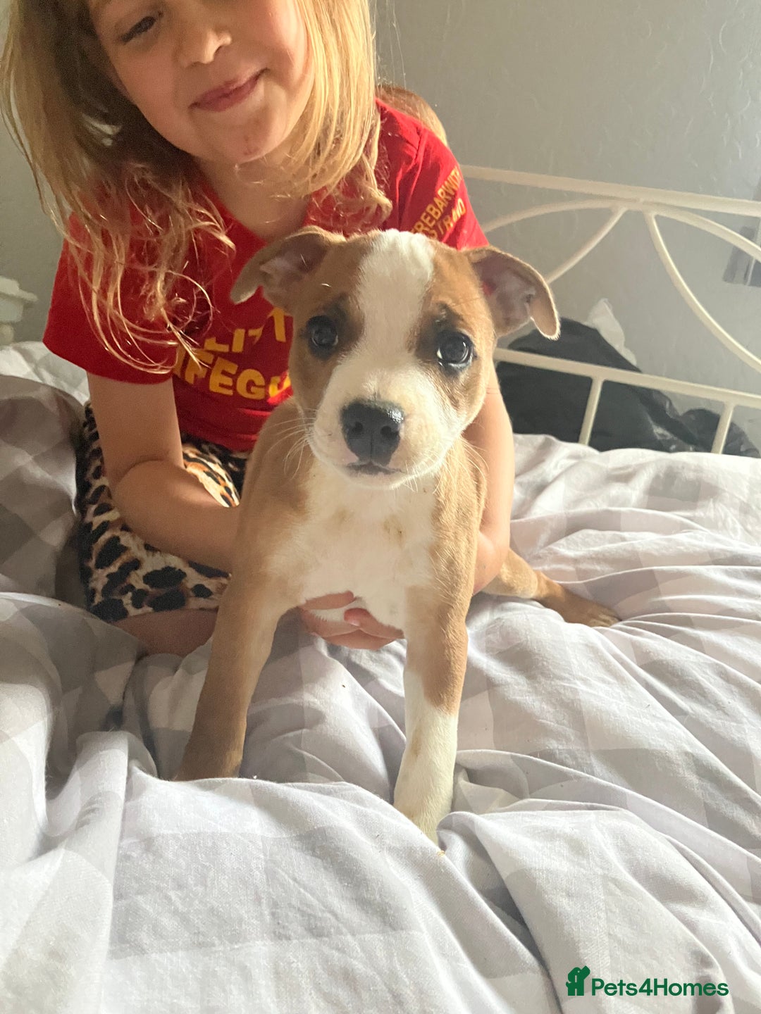 Staffordshire Bull Terrier dogs for sale: Kc Staffordshire bull terrior puppies - Image 5