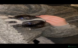 Mixed Breed dogs for sale: Very adorable Shih tzu for sale , 2 boys and 1girl - Advert 9