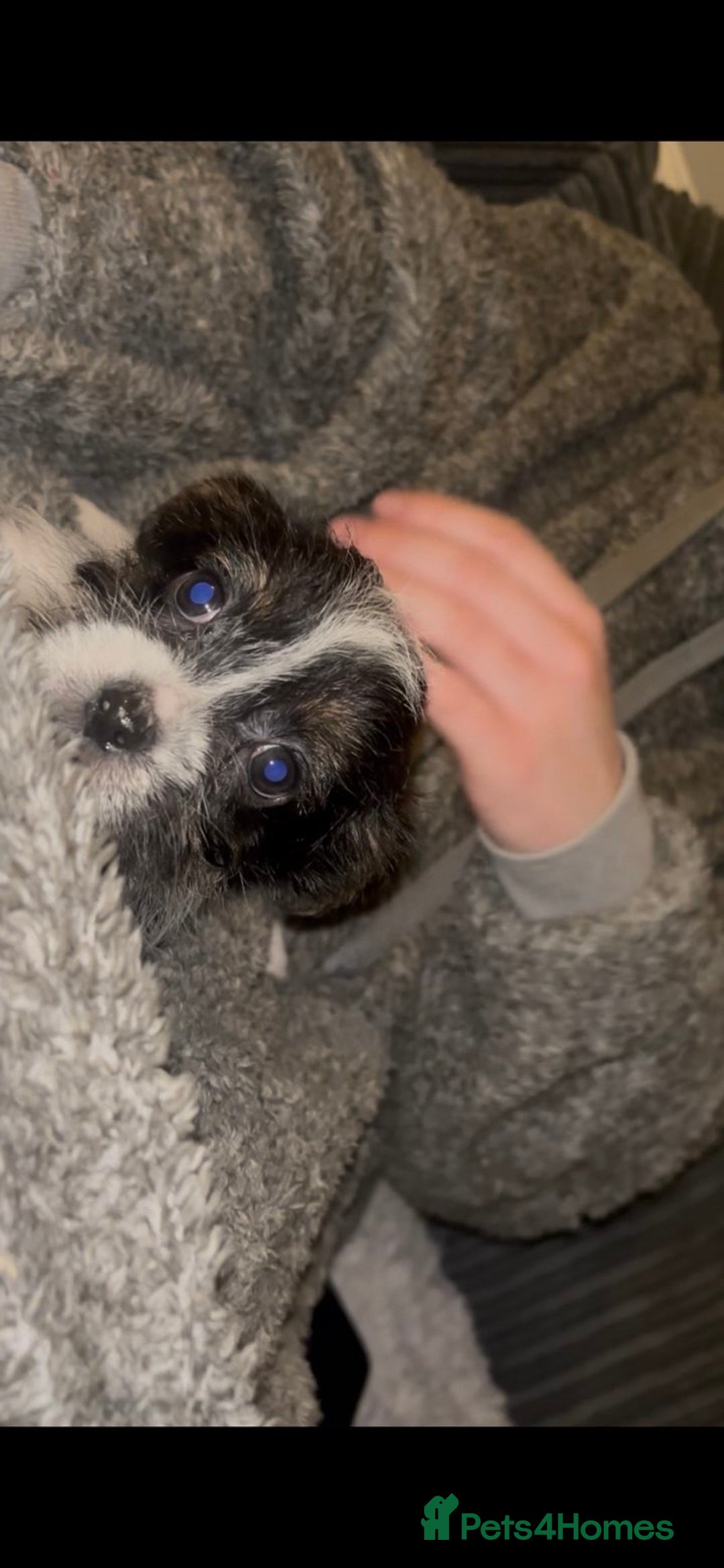 Mixed Breed dogs for sale: Very adorable Shih tzu for sale , 2 boys and 1girl - Advert 9