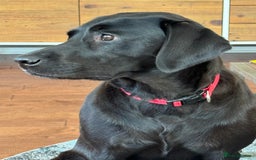 Labrador Retriever dogs for sale: Black Labrador retriever puppies KC registered - Image 13
