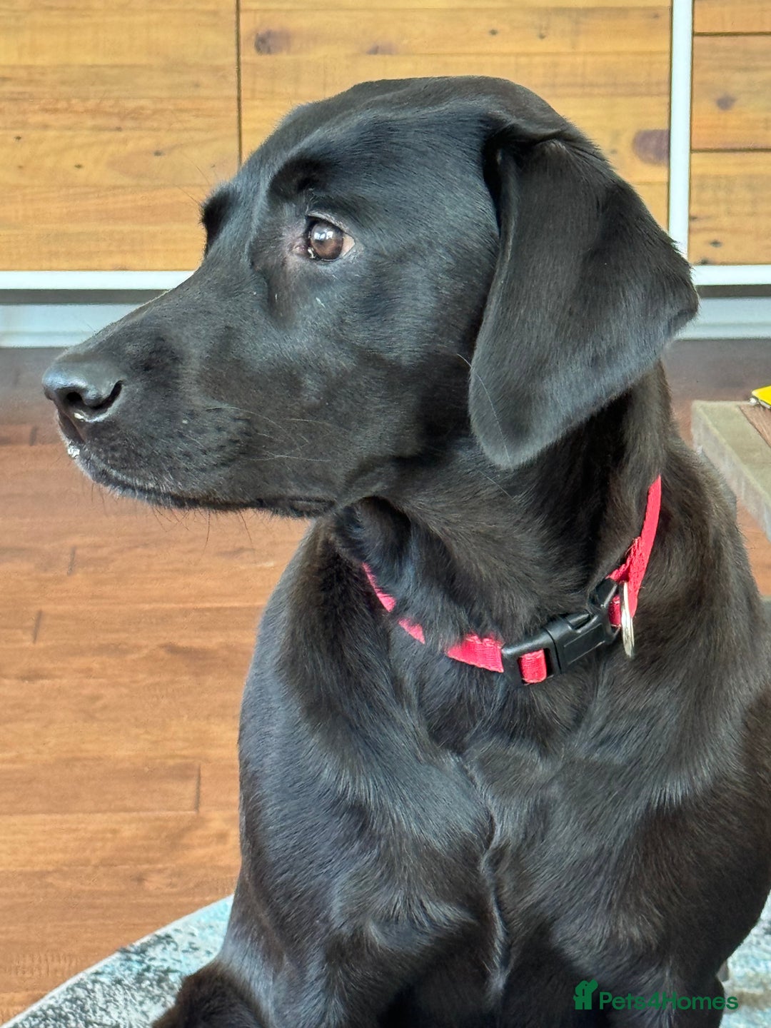 Labrador Retriever dogs for sale: Black Labrador retriever puppies KC registered - Image 13