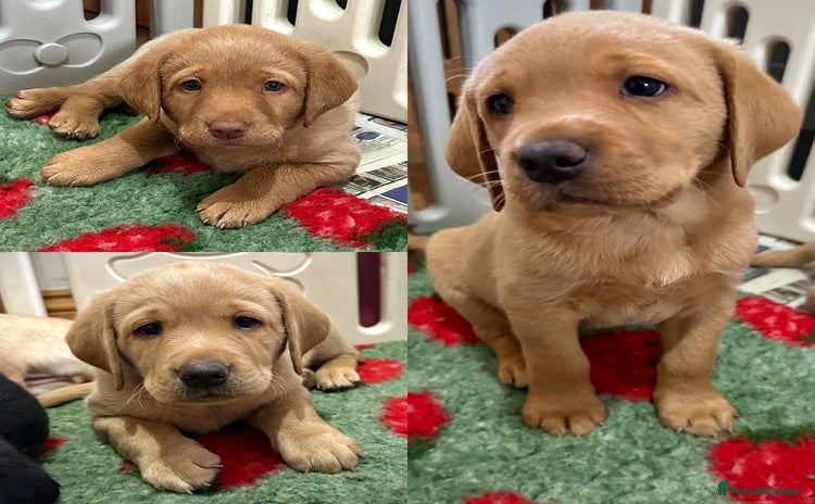 Labrador Retriever dogs - Advert 3