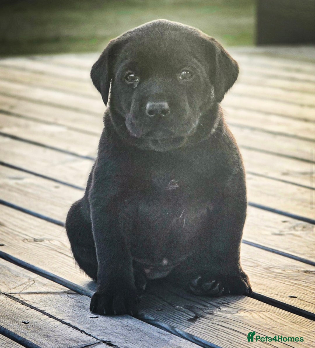 Mixed Breed dogs for sale: Kelpie X Red Labrador  - Image 7