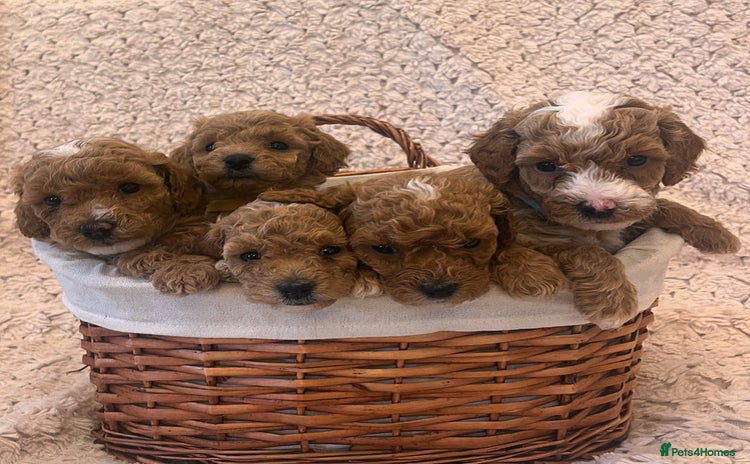 Poochon dogs - Advert 2