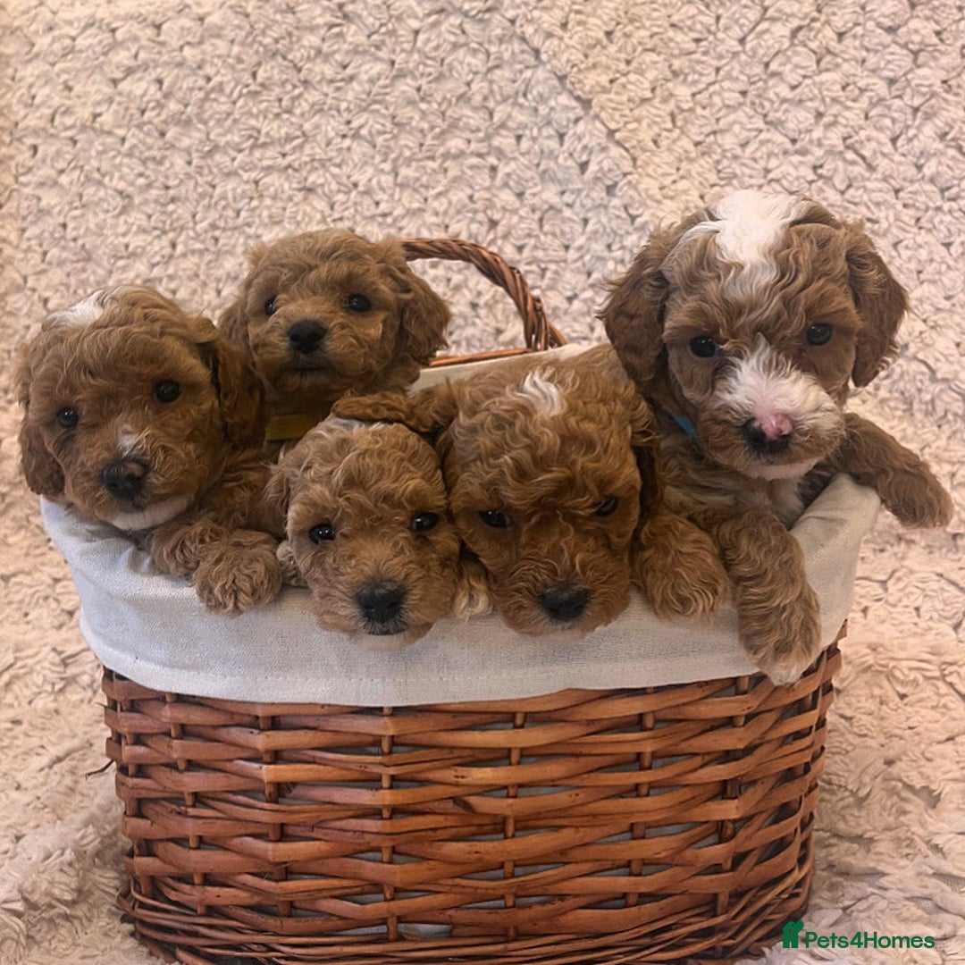 Poochon dogs for sale:  Poochon - last remaining girl  - Image 2