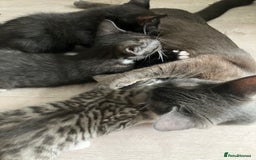 Russian Blue cats for sale: Silver tabby black tabby kittens  - Image 10