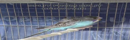 Budgerigars birds for sale: Rare Budgies - Advert 4