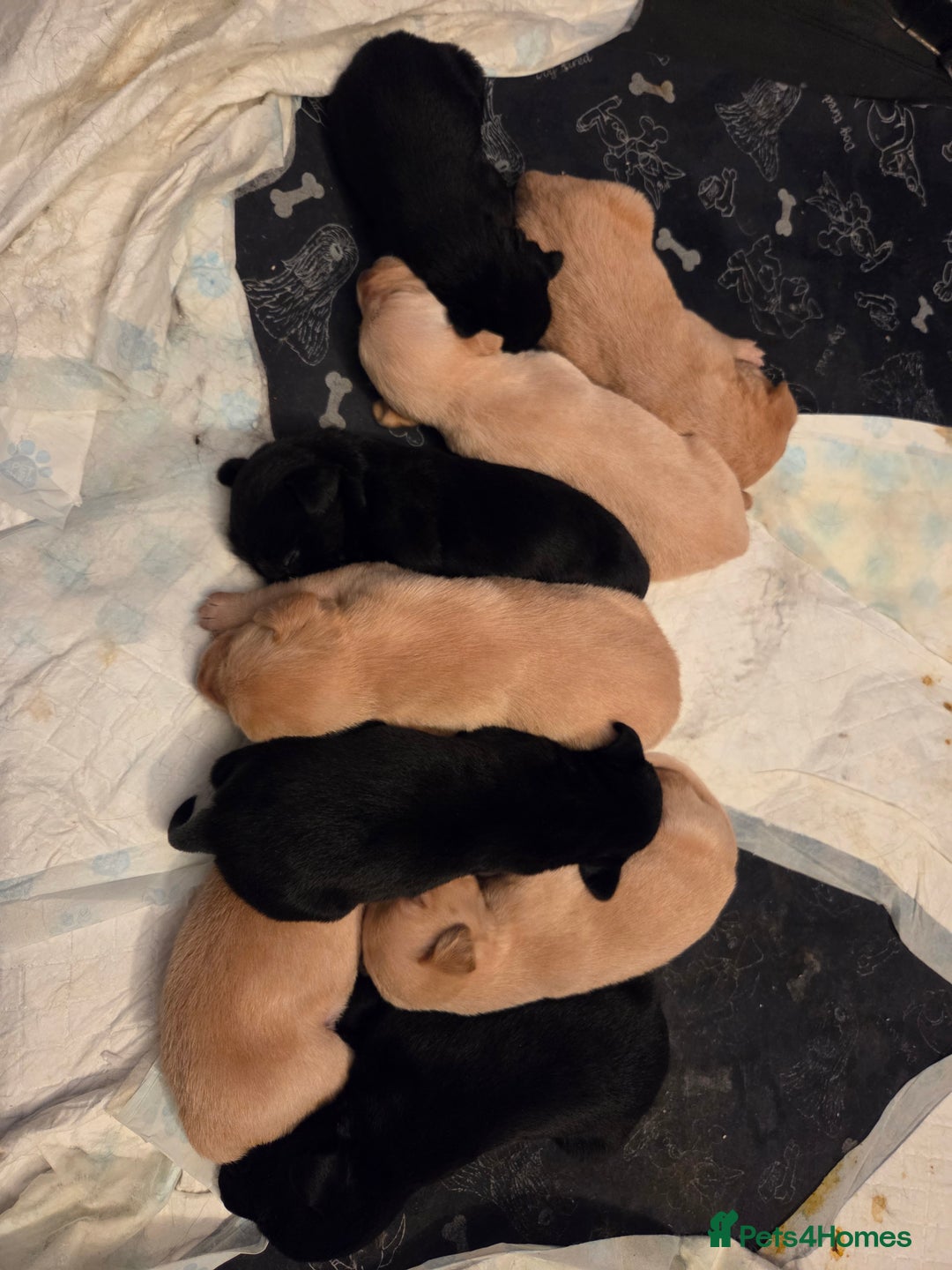 Labrador Retriever dogs for sale: Labrador puppies  - Image 5