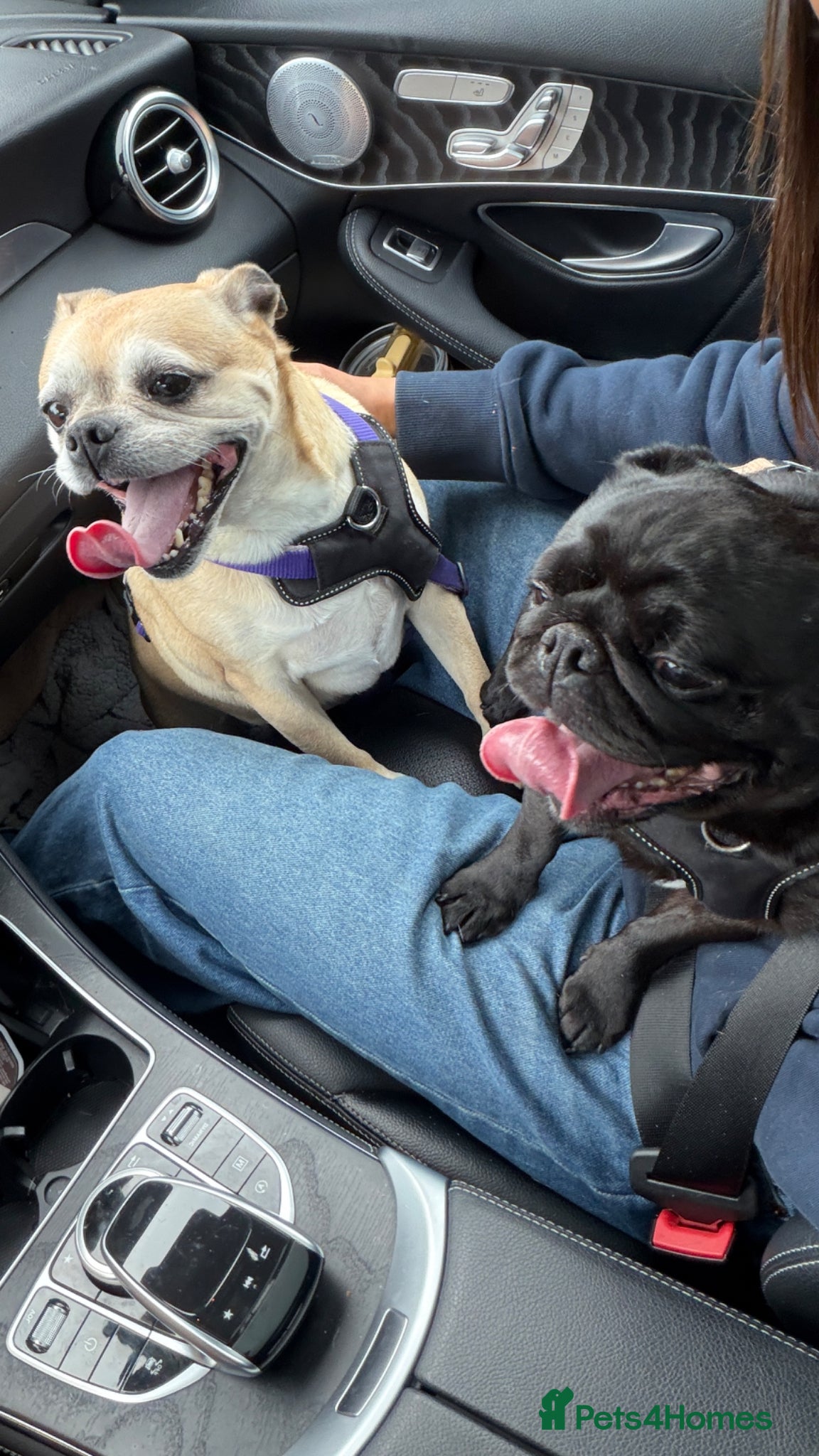 Pug dogs Adorable Pug & Jug Duo! Must Stay Together 💛 - Advert 2