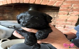 Labradoodle dogs for sale: Labradoodle Puppies 10 weeks 14 Nov 25 - Image 9