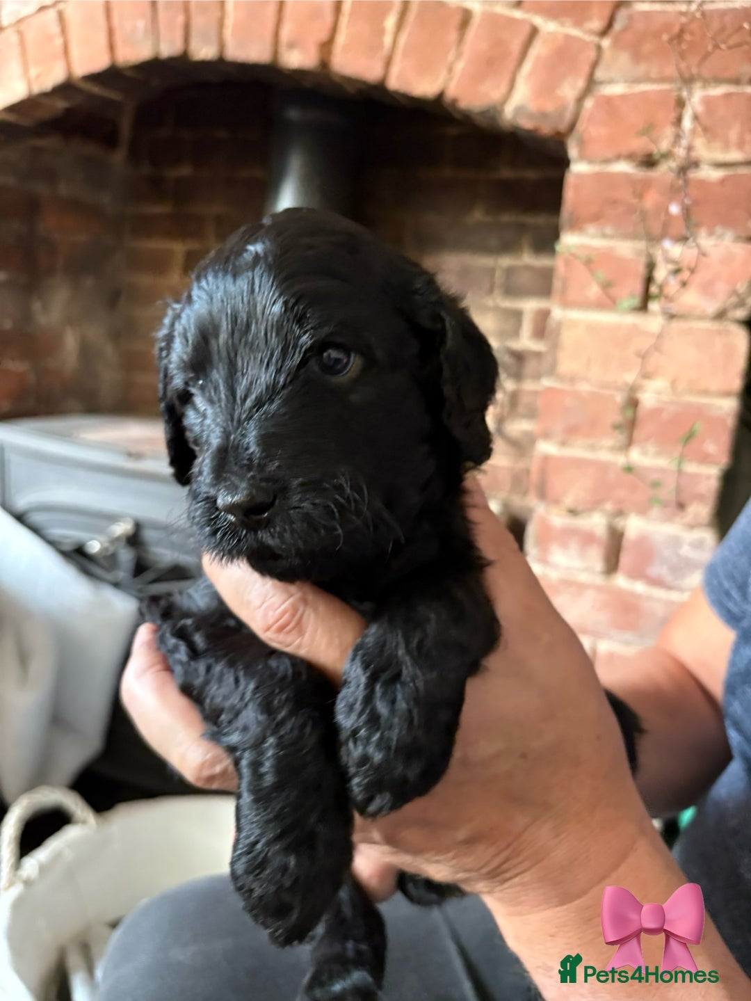Labradoodle dogs for sale: Labradoodle Puppies 10 weeks 14 Nov 25 - Image 9