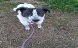 Mixed Breed dogs for adoption: Jeremy for adoption - Advert 5