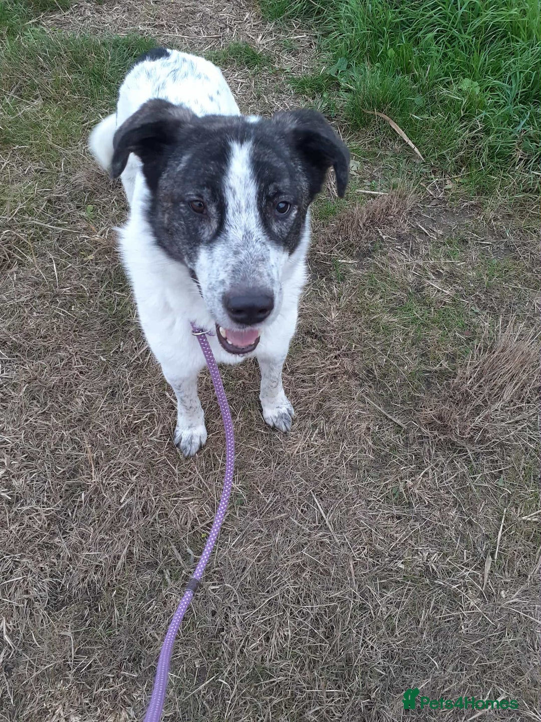 Mixed Breed dogs for adoption: Jeremy for adoption - Advert 5