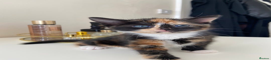 Mixed Breed Kitten 3