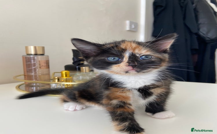 Mixed Breed cats for sale - Advert 1