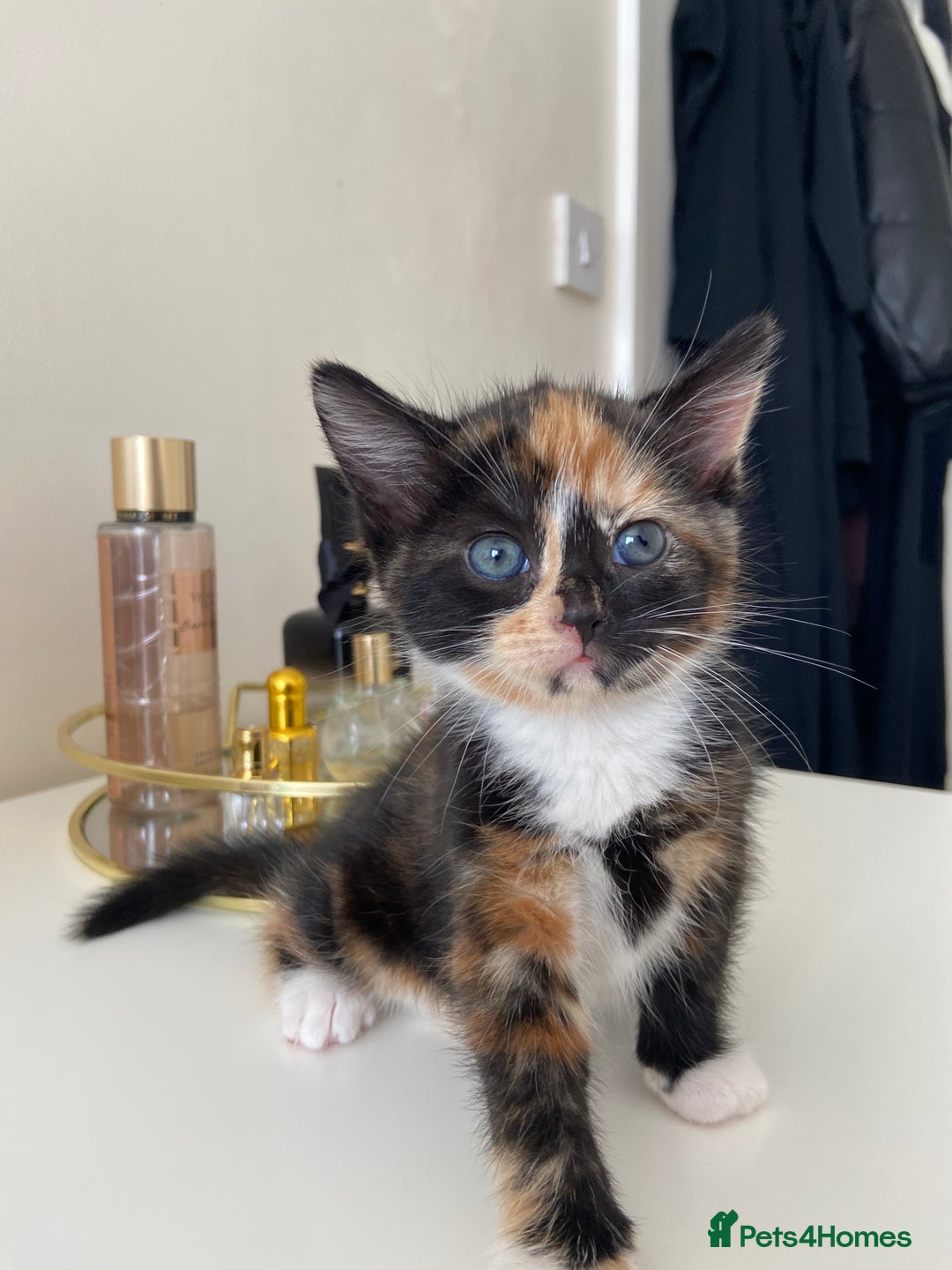 Mixed Breed cats for sale: 2 months old kittens  - Image 1