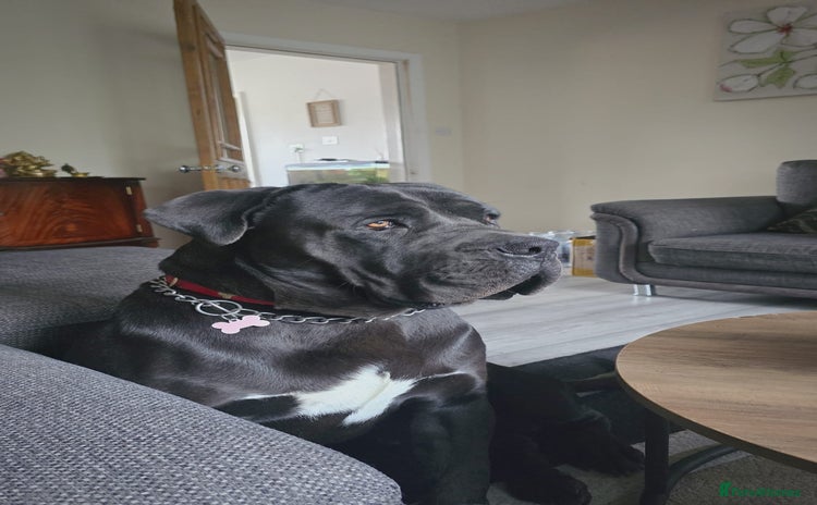 Cane Corso dogs - Advert 1