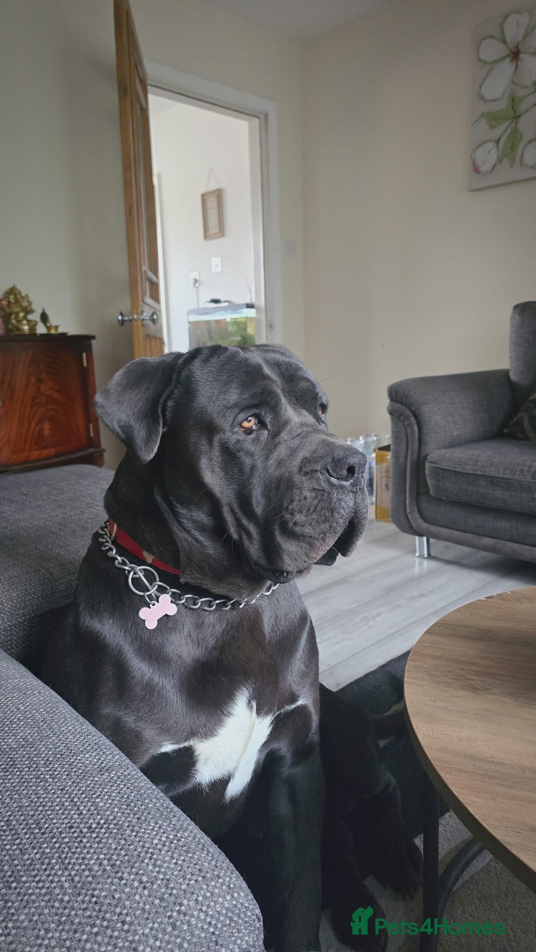 Cane Corso dogs for stud: Italian Bloodline Cane Corso male open for Stud - Image 1
