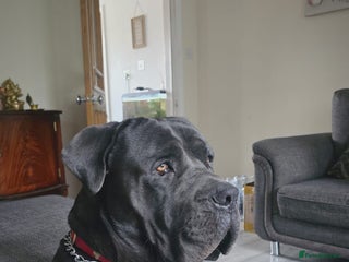Cane Corso dogs - Advert 5