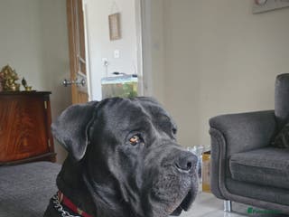 Cane Corso dogs Italian Bloodline Cane Corso male open for Stud - Advert 3