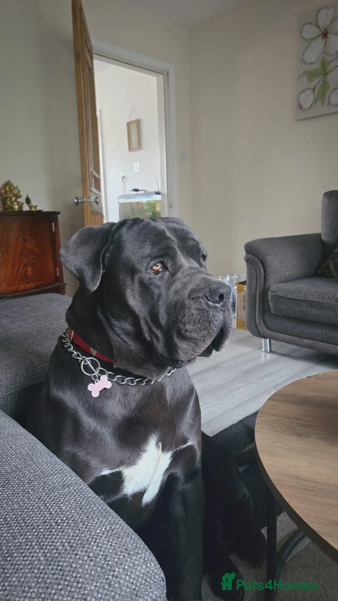 Cane Corso dogs for stud: Italian Bloodline Cane Corso male open for Stud - Advert 1