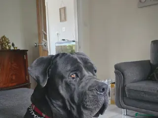 Cane Corso dogs Italian Bloodline Cane Corso male open for Stud - Advert 9