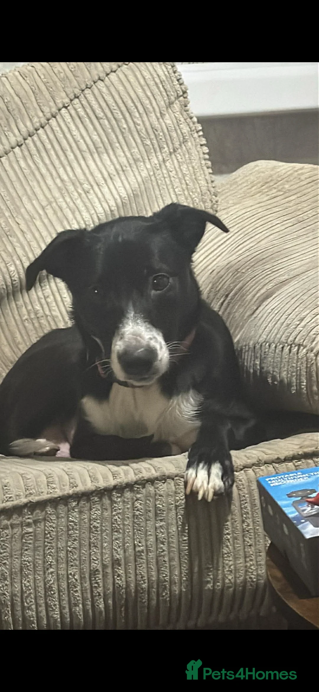 Sprollie dogs for sale: Border Collie Puppies in Basingstoke - Advert 1
