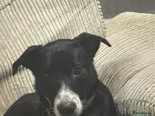 Sprollie dogs Border Collie Puppies - Advert 1