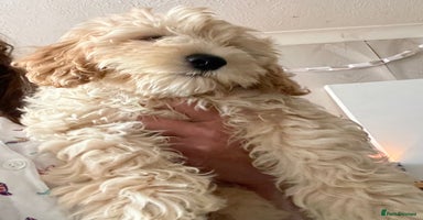 Mixed Breed dogs - Advert 13