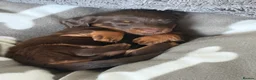 Dachshund dogs for sale: Long haired chocolate and tan  - Advert 10