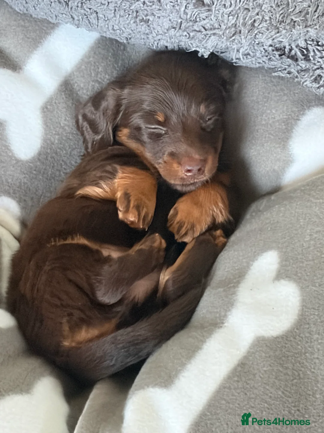 Dachshund dogs for sale: Long haired chocolate and tan  - Advert 10