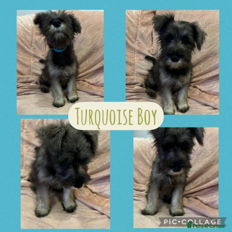Miniature Schnauzer dogs REDUCED- only 2 boys&1girl- Mini Schnauzer Puppies - Advert 3