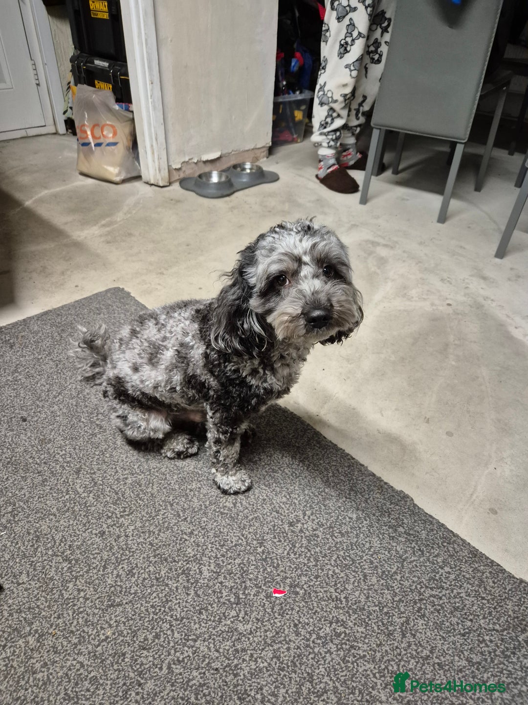 Maltipoo dogs for sale: Maltipoo Blue Male - Advert 6