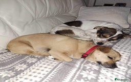Mixed Breed dogs for adoption: Brodie In Ayr Looking for a home  - Image 8