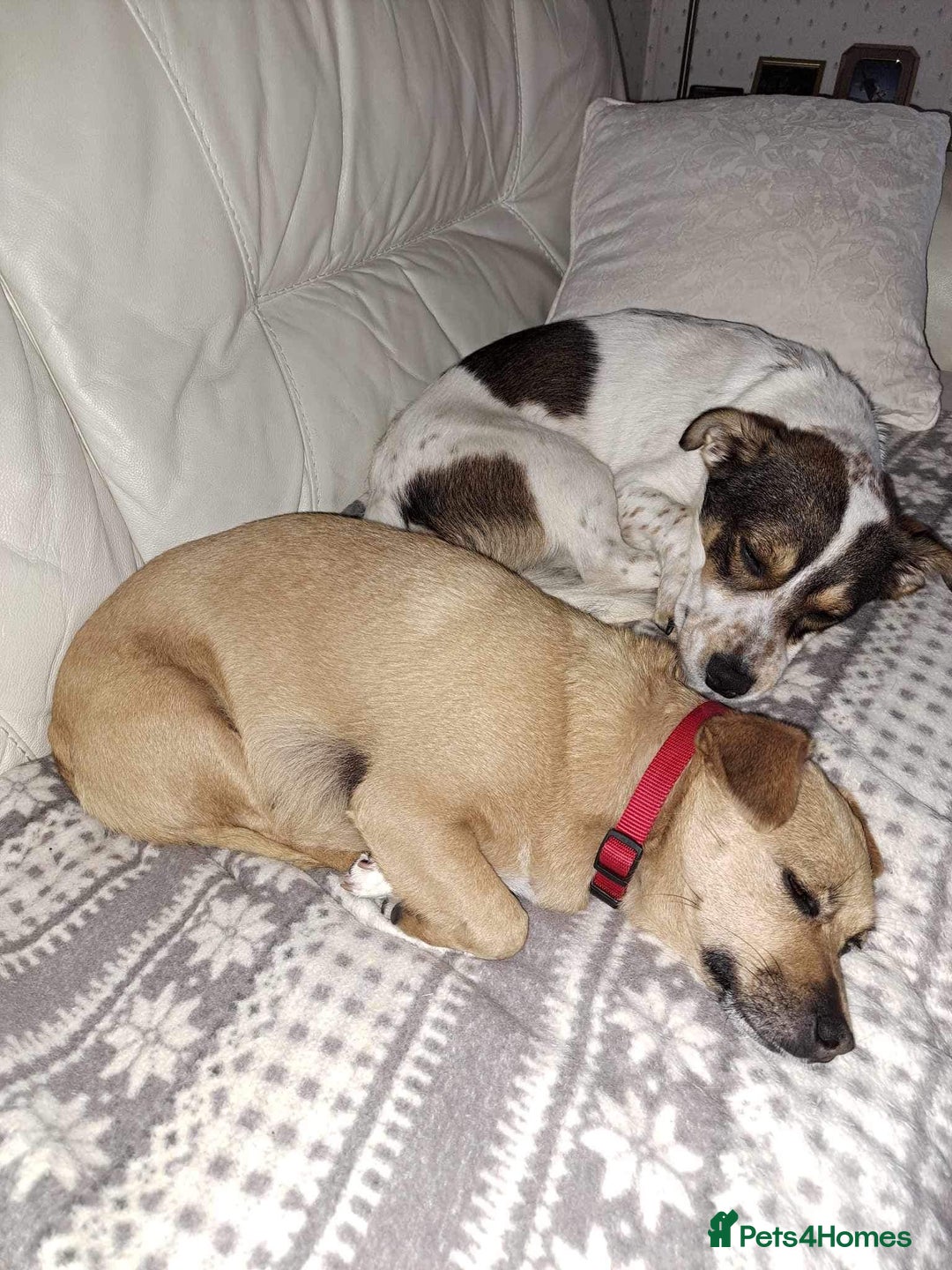 Mixed Breed dogs for adoption: Brodie In Ayr Looking for a home  - Image 8
