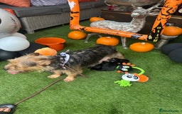 Yorkiepoo dogs for sale: Yorkiepoo Puppys - Image 6