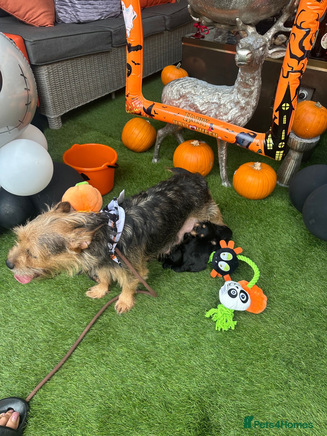 Yorkiepoo dogs for sale: Yorkiepoo Puppys - Image 6