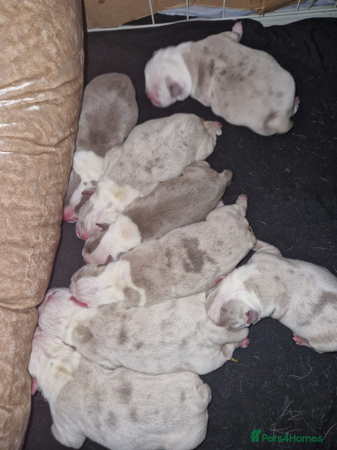 English Bulldog dogs for stud: Prince of all Storms  in Birmingham - Advert 12